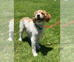 Small #5 Goldendoodle (Miniature)
