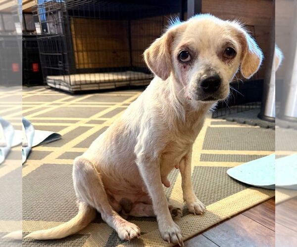 Medium Photo #7 Pug-Unknown Mix Puppy For Sale in Boonton, NJ, USA