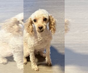 Poodle (Miniature) Dogs for adoption in Hedgesville, WV, USA