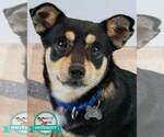 Small Chihuahua Mix