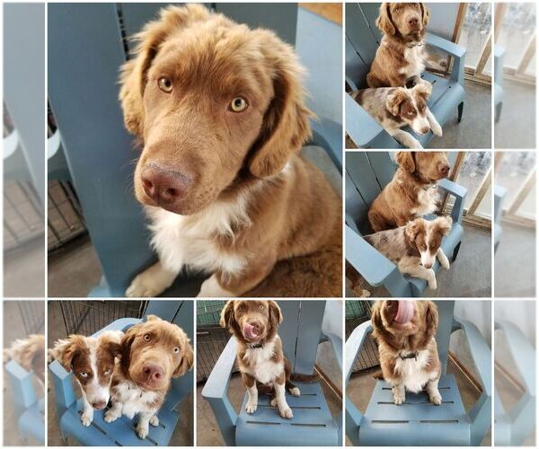 Medium Photo #1 Australian Shepherd Puppy For Sale in WALKERTON, IN, USA