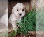 Small Photo #3 ShihPoo Puppy For Sale in CANON CITY, CO, USA