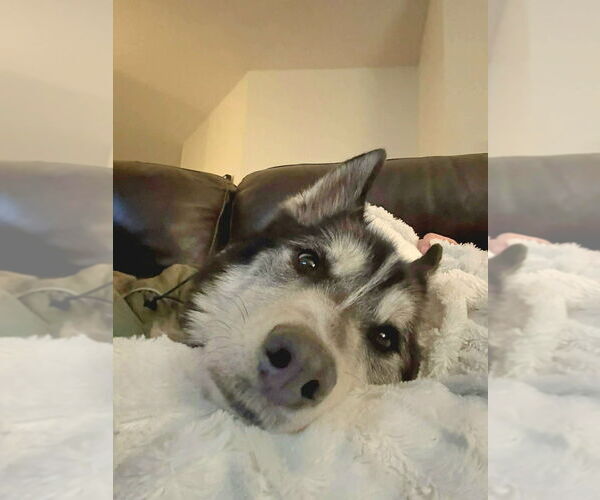 Medium Photo #8 Siberian Husky-Unknown Mix Puppy For Sale in Andover, MN, USA