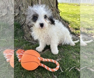 Cavapoo Puppy for sale in MIDDLEBURY, IN, USA