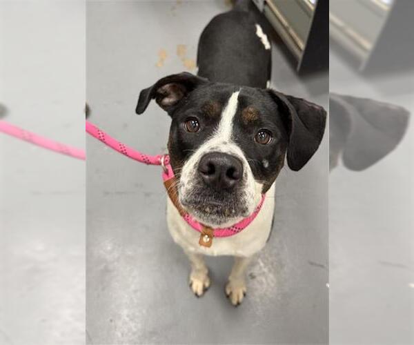 Medium Photo #1 Mutt Puppy For Sale in Peoria, IL, USA