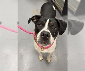 Mutt Dogs for adoption in Peoria, IL, USA