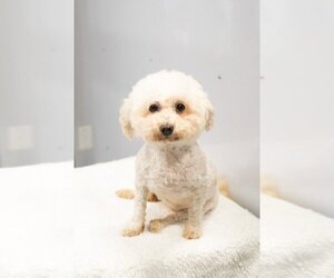 Poodle (Miniature) Dogs for adoption in Studio City, CA, USA