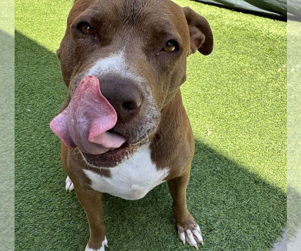 Medium Photo #2 American Pit Bull Terrier Puppy For Sale in Chandler, AZ, USA