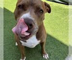 Small #1 American Pit Bull Terrier