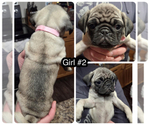 Small #1 Pug