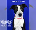 Small #1 Australian Cattle Dog Mix