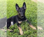 Corey - Male German Shepherd Dog-Unknown Mix Dog for Adoption - Small photo