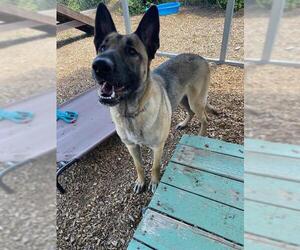 German Shepherd Dog-Unknown Mix Dogs for adoption in Santa Rosa, CA, USA