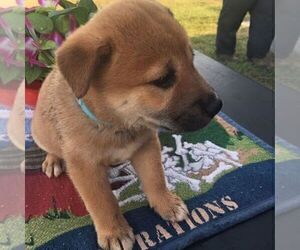 Shiba Inu Puppy for sale in INALA, OK, USA