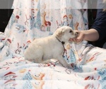 Small Photo #34 Goldendoodle Puppy For Sale in UNION CITY, TN, USA