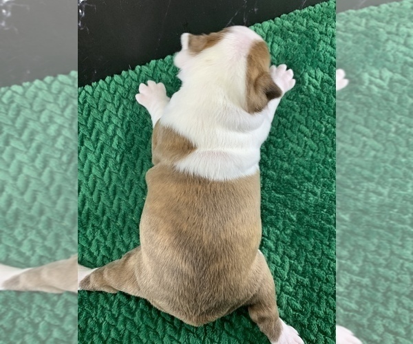 Medium Photo #25 Boston Terrier Puppy For Sale in TULARE, CA, USA