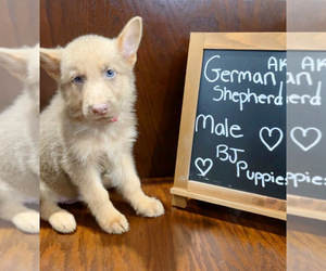 German Shepherd Dog Puppy for sale in NOVI, MI, USA