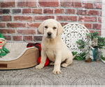 Small #2 Labrador Retriever