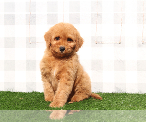 Goldendoodle (Miniature) Puppy for sale in MARIETTA, GA, USA