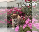 Small #4 Shiba Inu