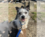 Small Cairn Terrier Mix