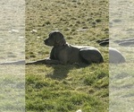 Small Photo #1 Great Dane Puppy For Sale in OLATHE, CO, USA