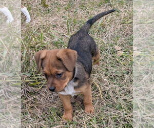 Labrador Retriever-Unknown Mix Dogs for adoption in Lakewood, CO, USA