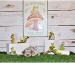 Small Photo #34 Chihuahua Puppy For Sale in CHARLESTON, AR, USA