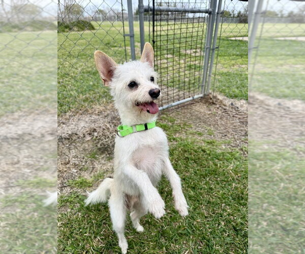 Medium Photo #1 Mutt Puppy For Sale in San Leon, TX, USA