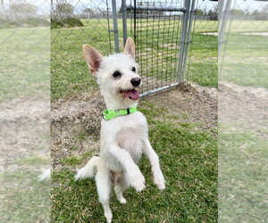 Mutt Dogs for adoption in San Leon, TX, USA