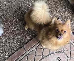 Mother of the Pomeranian puppies born on 10/07/2019