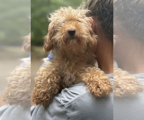 Medium Photo #4 Poodle (Miniature)-Unknown Mix Puppy For Sale in New York, NY, USA