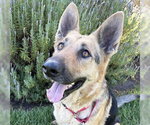 Small #1 German Shepherd Dog