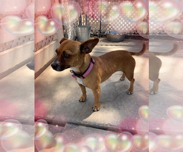 Medium Photo #5 Boxer-Jack Russell Terrier Mix Puppy For Sale in La Verne, CA, USA