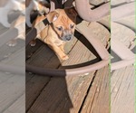 Small #3 Chihuahua Mix