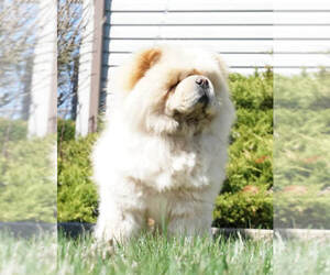 Father of the Chow Chow puppies born on 01/18/2022