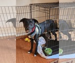 Small Borador