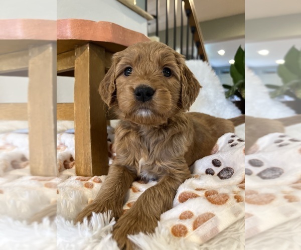 Medium Photo #3 Goldendoodle Puppy For Sale in PLACERVILLE, CA, USA