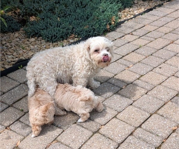 Medium Photo #9 Maltipoo (Miniature) Puppy For Sale in GOSHEN, IN, USA