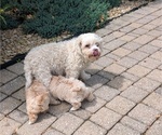 Small #8 Maltipoo