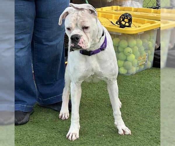 Medium Photo #2 Boxer-Unknown Mix Puppy For Sale in Camarillo, CA, USA