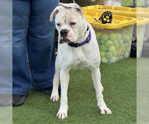 YETI - Male Boxer-Unknown Mix Dog for Adoption - Photo #2