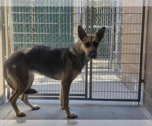 Medium German Shepherd Dog