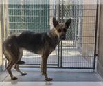 Small German Shepherd Dog