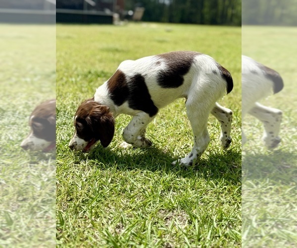 Medium Photo #9 Brittany Puppy For Sale in ORRUM, NC, USA