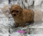 Ruby - Female Poodle (Miniature) Puppy for Sale - Photo #2