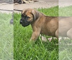 Small #4 Cane Corso