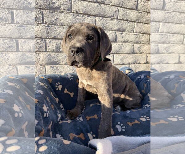 Medium Photo #4 Mutt Puppy For Sale in Goodyear, AZ, USA