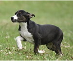 Small #1 Plott Hound Mix