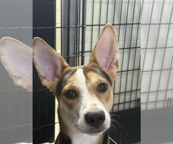 Medium Photo #3 Rat Terrier-Unknown Mix Puppy For Sale in McDonough, GA, USA